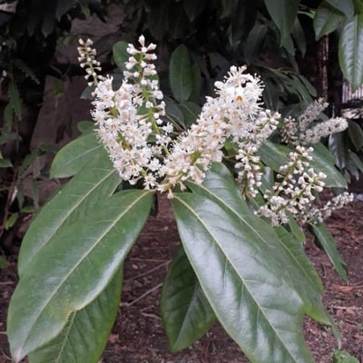 Prunus laurocerasus — flower