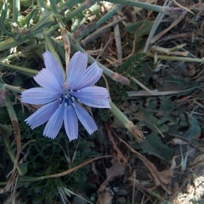 Cichorium intybus — flower