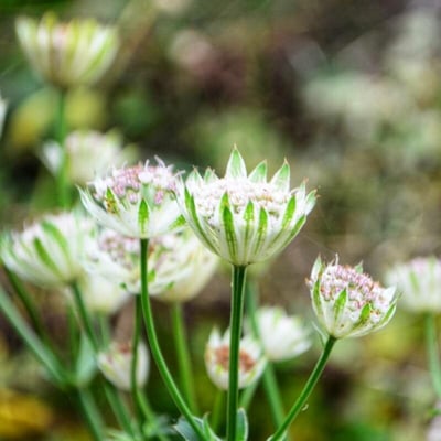 Astrantia minor — flower