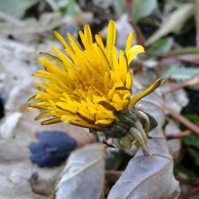 Taraxacum palustre — flower