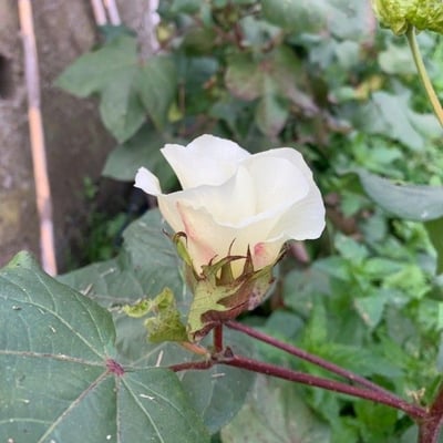 Gossypium hirsutum — flower