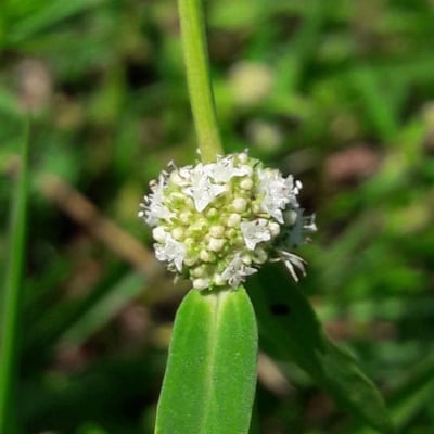 Spermacoce verticillata — flower