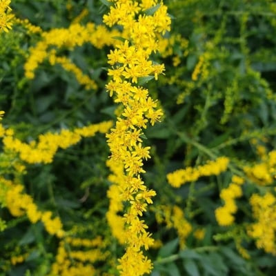 Solidago ulmifolia — flower
