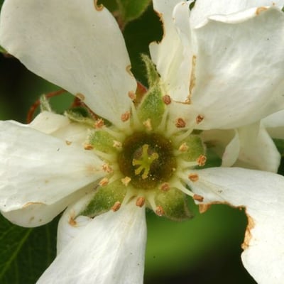 Amelanchier utahensis — flower
