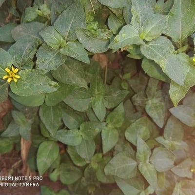 Calyptocarpus vialis — flower