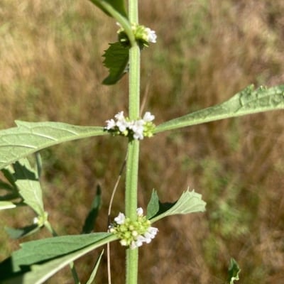 Lycopus uniflorus — flower