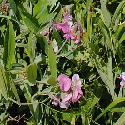 Lathyrus heterophyllus — flower