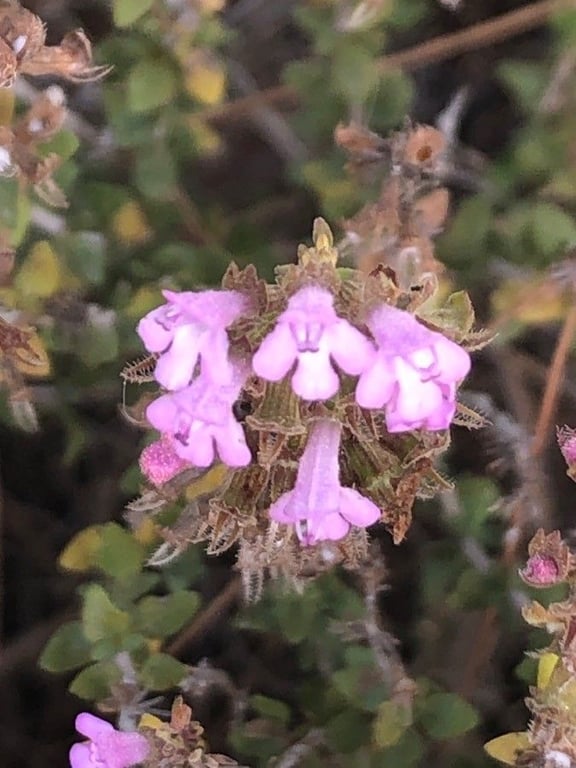 Thymus piperella