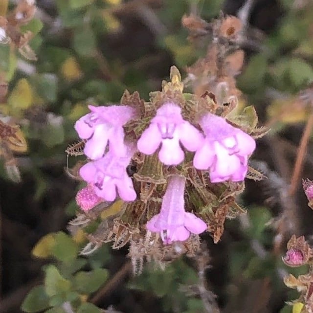 Thymus piperella