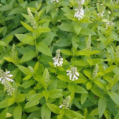 Teucrium canadense — flower