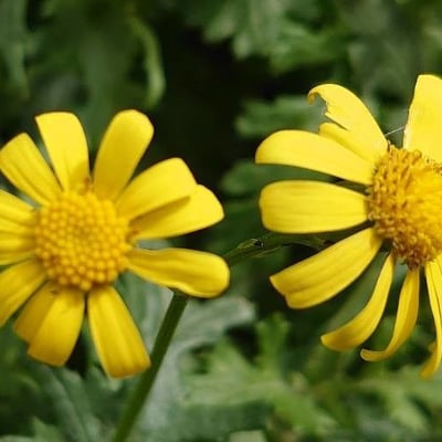Senecio squalidus — flower