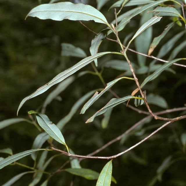 Beilschmiedia tawa — bark