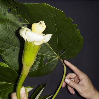 Ochroma pyramidale — flower