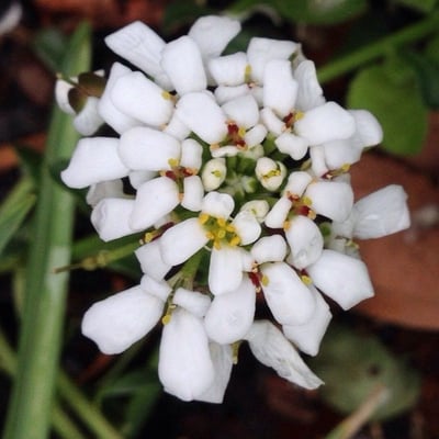 Iberis sempervirens — flower