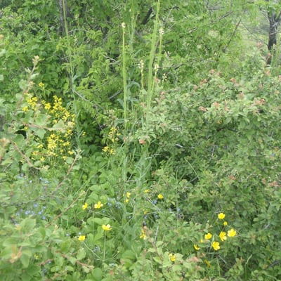 Arabis sagittata — habit