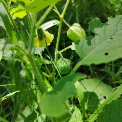Physalis heterophylla — flower