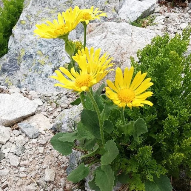 Doronicum grandiflorum — flower