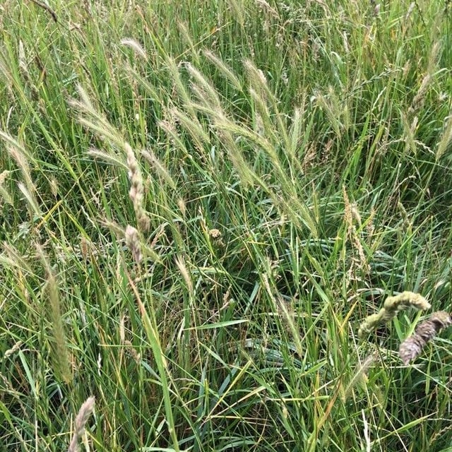 Hordeum secalinum — flower