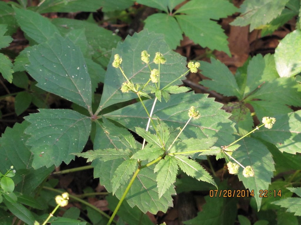 Canada sanicle