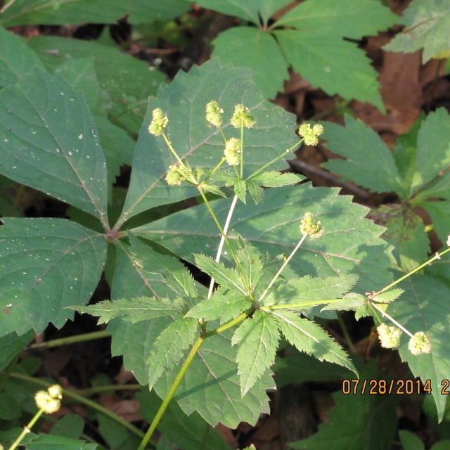 Sanicula canadensis — flower