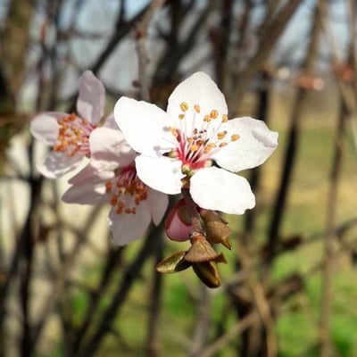 Prunus cerasifera — flower