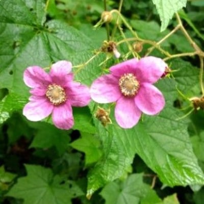 Rubus odoratus — flower