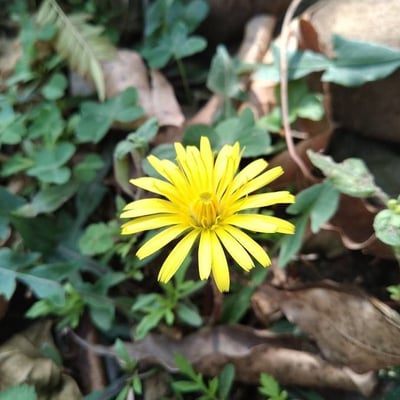 Aposeris foetida — flower