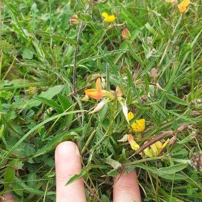 Crotalaria pumila — flower