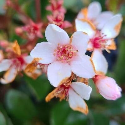 Rhaphiolepis indica — flower