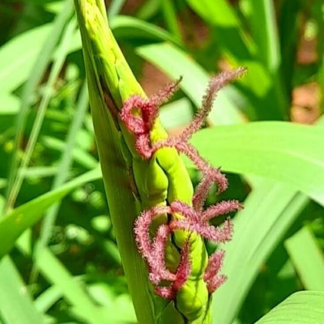 Tripsacum dactyloides — flower