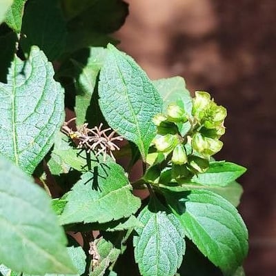 Ocimum gratissimum — flower