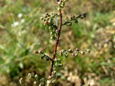 Redstem wormwood