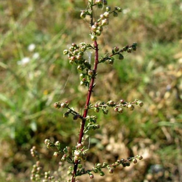Redstem wormwood