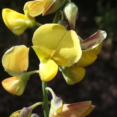 Crotalaria retusa — flower