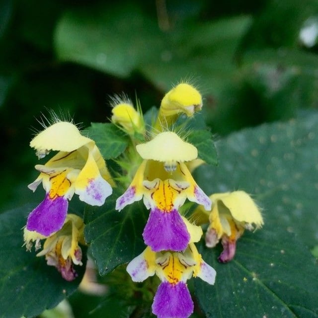 Galeopsis speciosa — flower