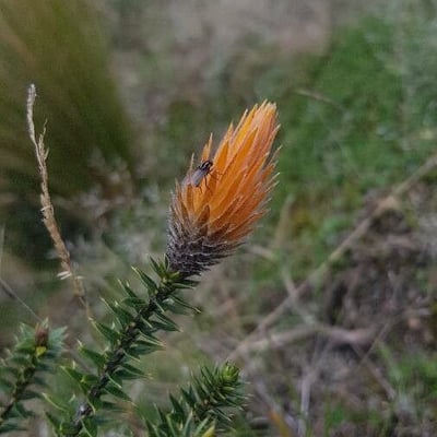 Chuquiraga jussieui — flower