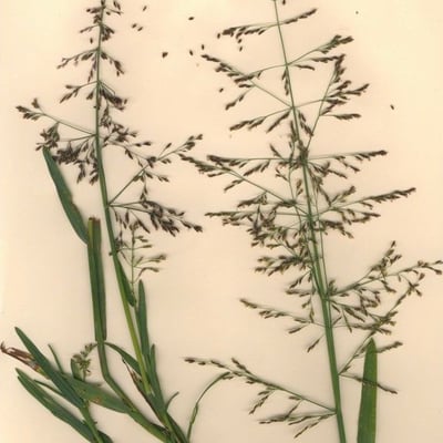 Catabrosa aquatica — flower