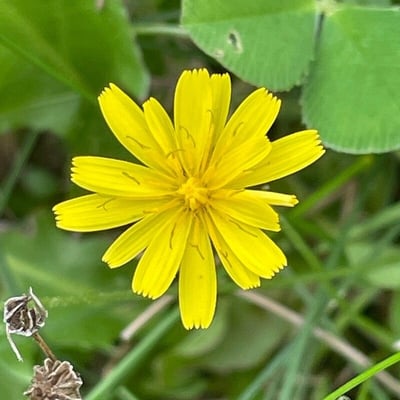 Leontodon saxatilis — flower