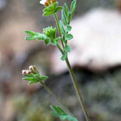 Ornithopus perpusillus — flower