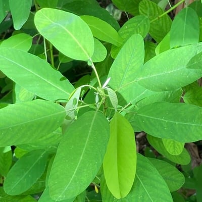 Codariocalyx motorius — leaf