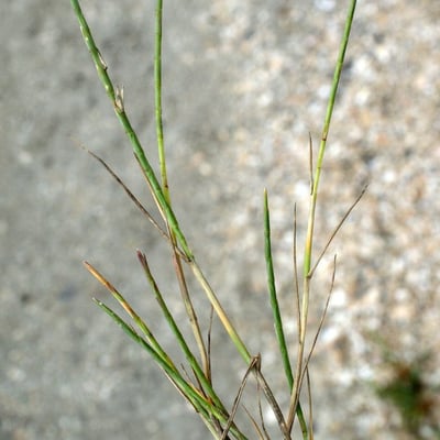 Parapholis strigosa — flower