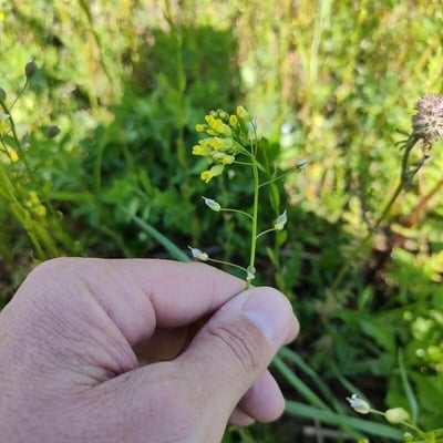 Camelina sativa — flower