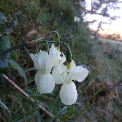 Narcissus triandrus — flower