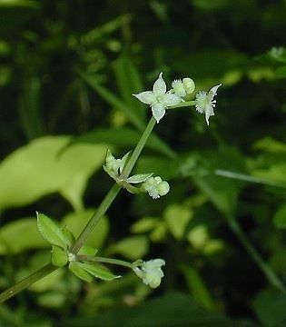 Sweet-scent bedstraw