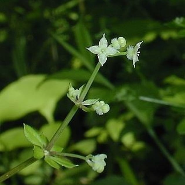 Galium triflorum — flower