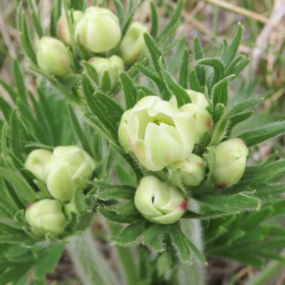 Anemone narcissiflora — flower