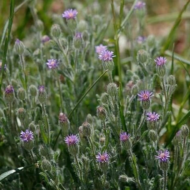 Vittadinia cuneata — flower