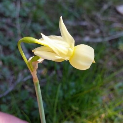 Narcissus triandrus — flower