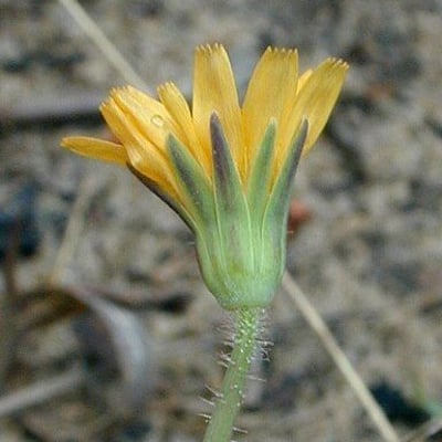Krigia virginica — flower