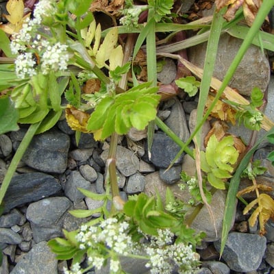 Apium nodiflorum — flower